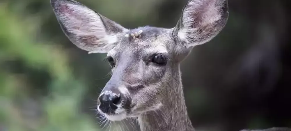 deer-with-tick