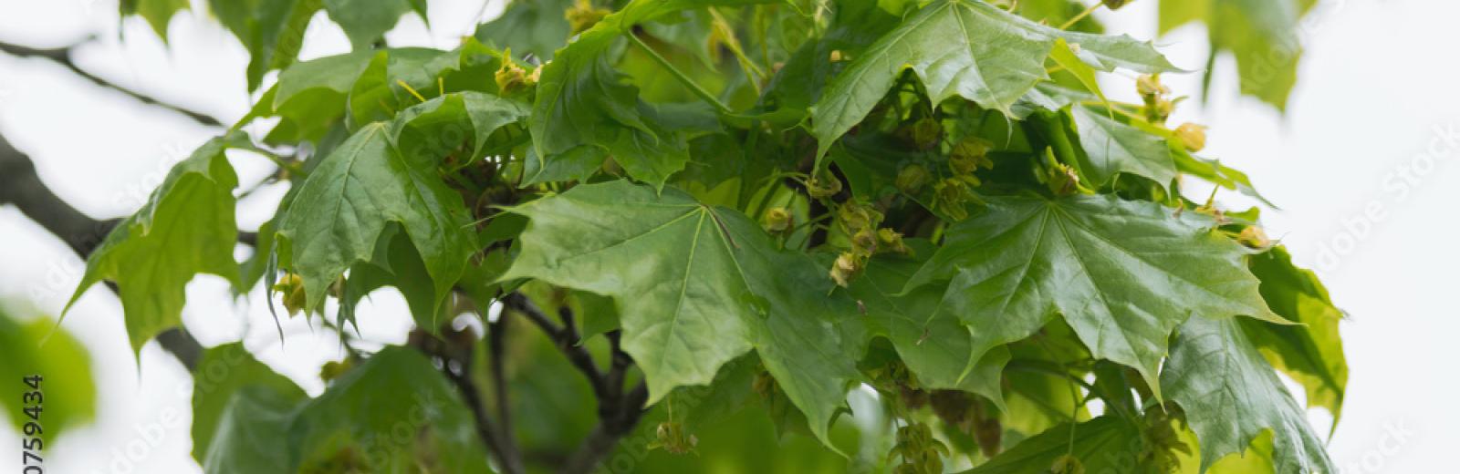 ornamental leaves on a tree