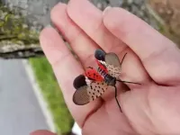 spotted lantern fly in someones hand
