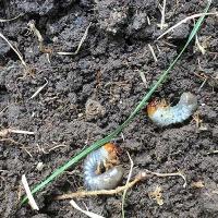grubs in dirt
