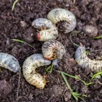 a group of grubs in the dirt