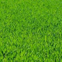 green-grass