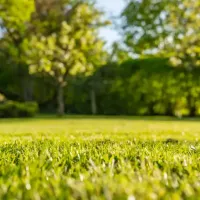 a lawn in the spring