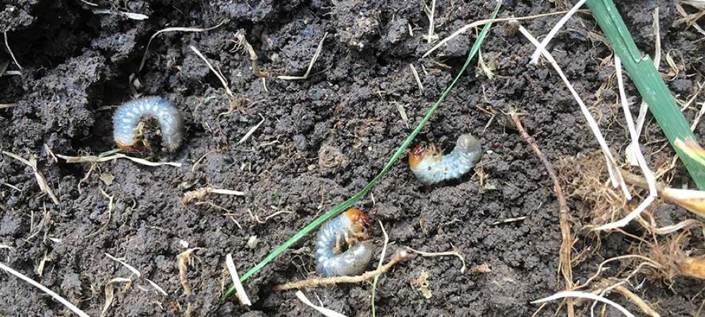 grubs in dirt