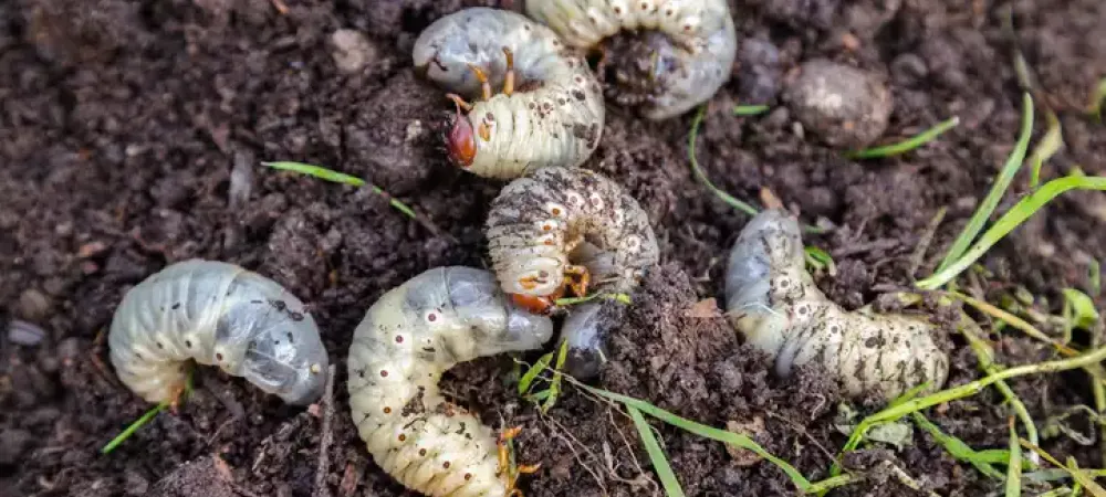 a group of grubs in the dirt