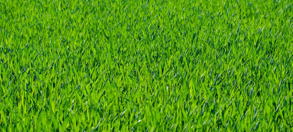 green-grass
