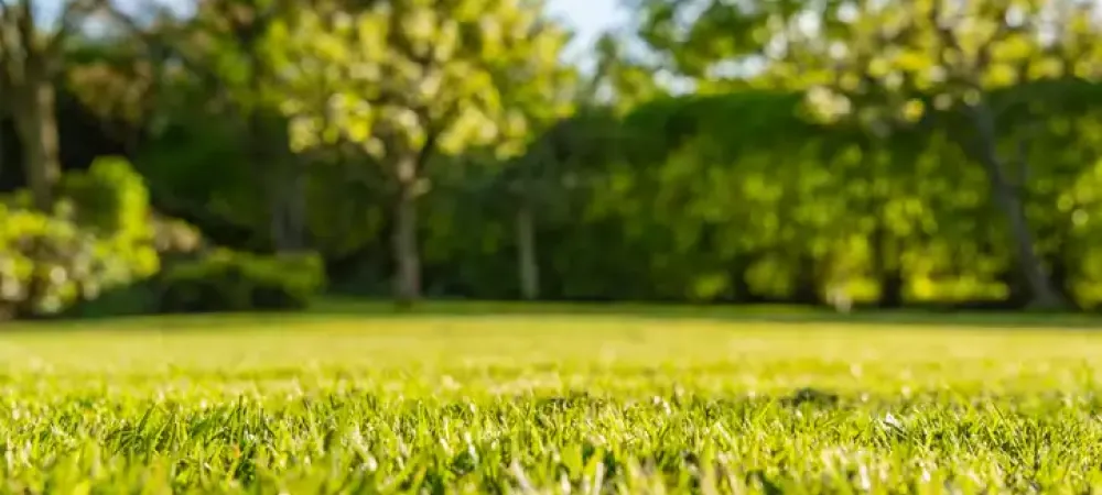 a lawn in the spring