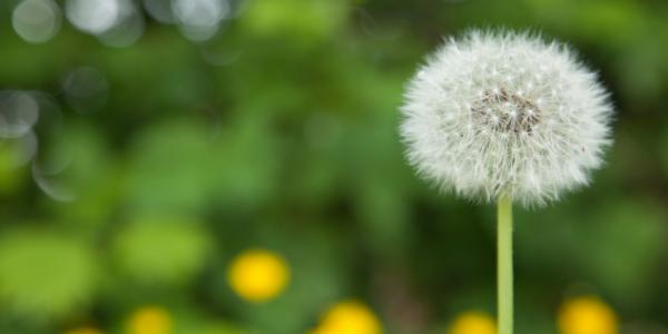 a white dandelion 