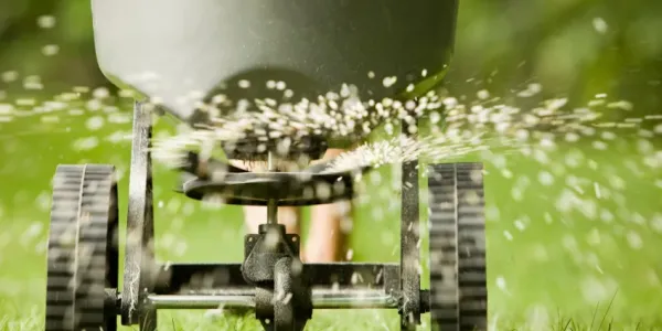 grass seeding being spread