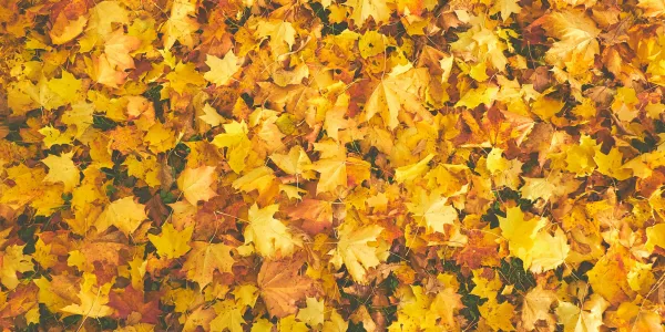 fall lawn