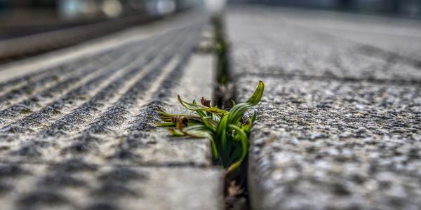 Weed Growing Through The Cracks of A Sidewalk