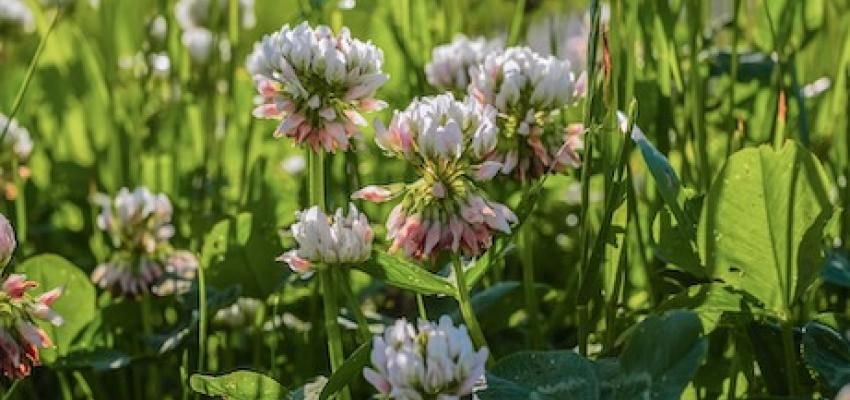 Clover