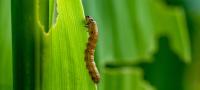 armyworm climbing through grass