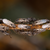 chinch bugs on a branch