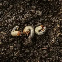 three grubs in the dirt