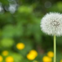 a white dandelion 