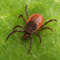 deer tick on a leaf
