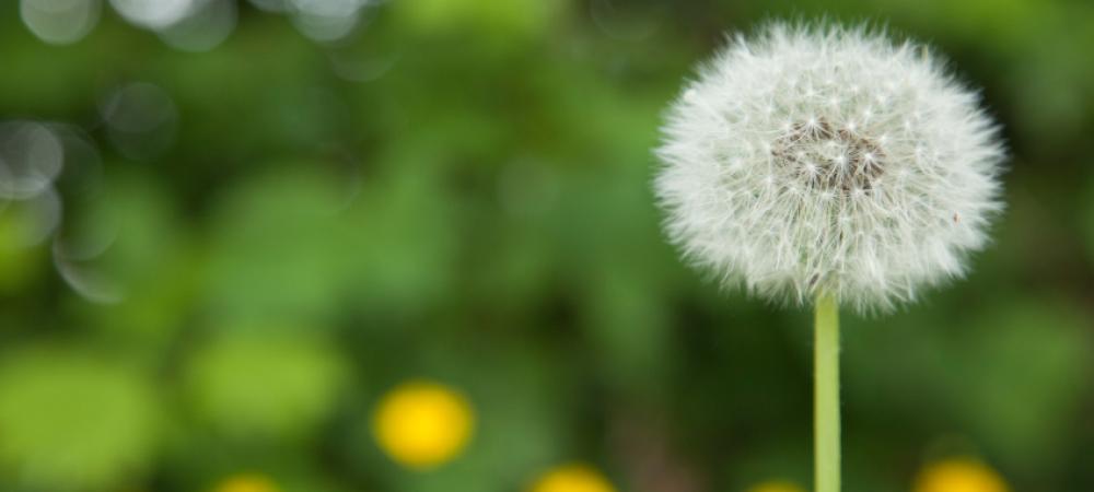 a white dandelion 