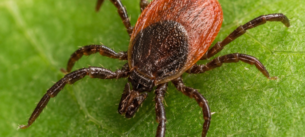 deer tick on a leaf