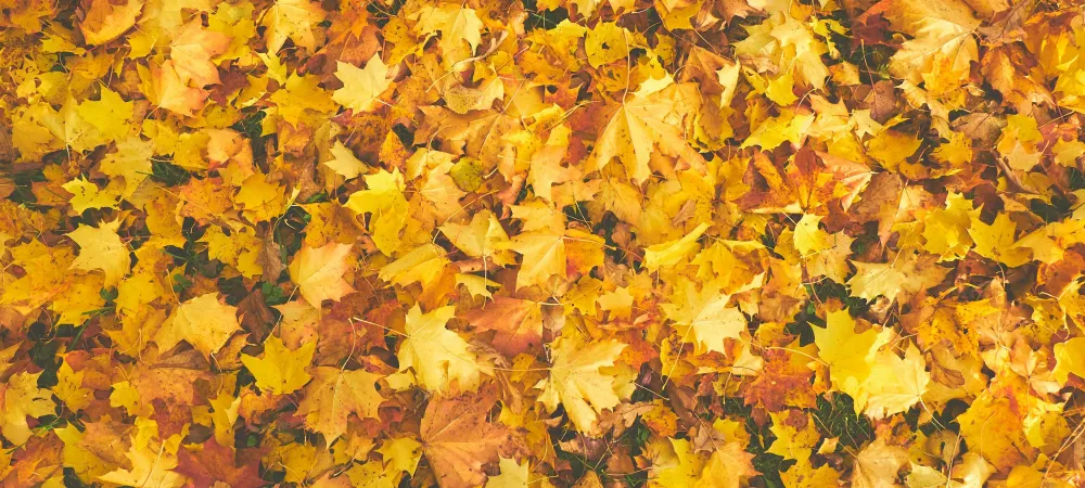 fall lawn