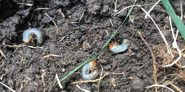 grubs in dirt