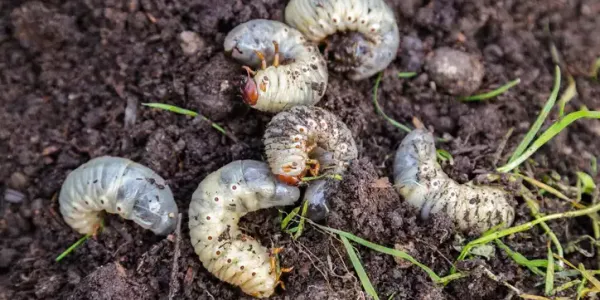 a group of grubs in the dirt