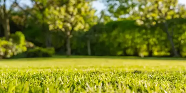 a lawn in the spring